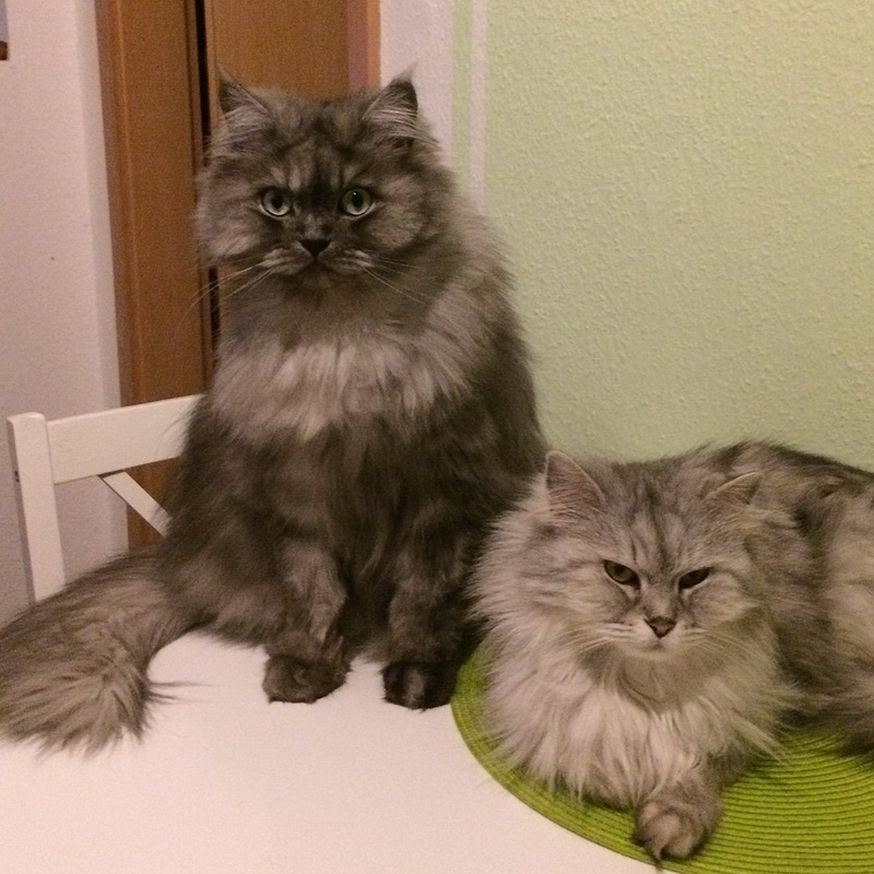 gismo mimphy