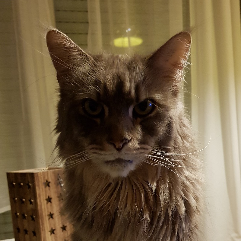 gizmo