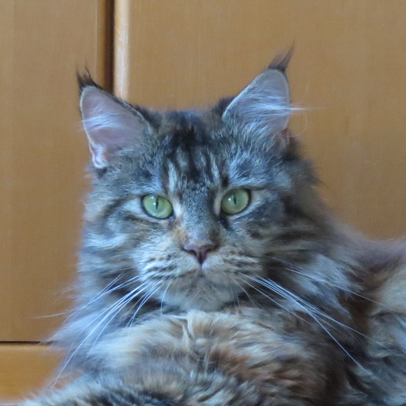 gracey
