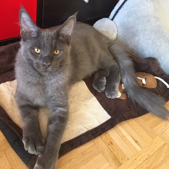 grey