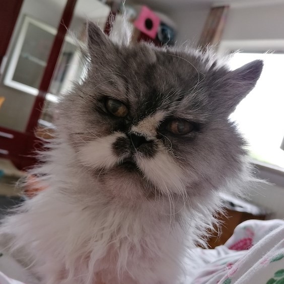 habibo