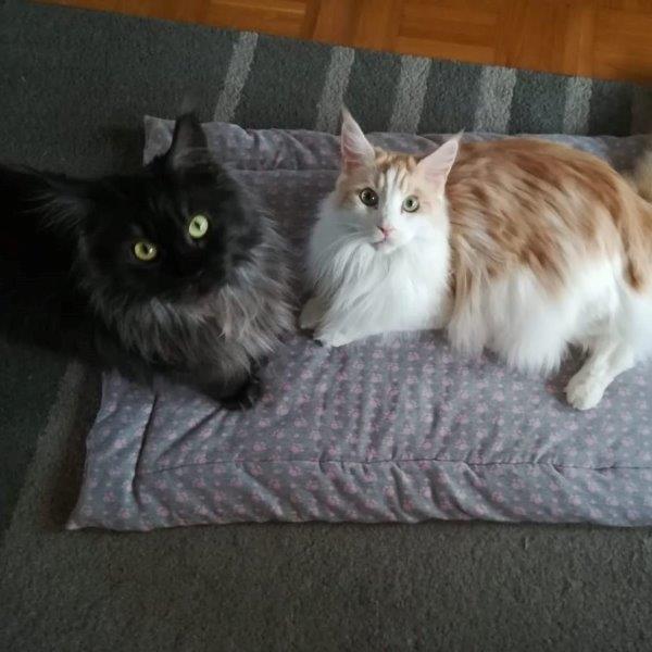 halona+maik