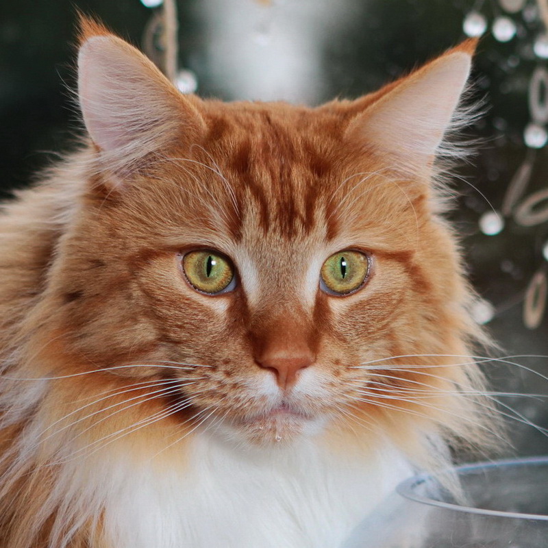 hobbes