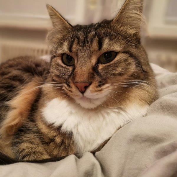 izzy