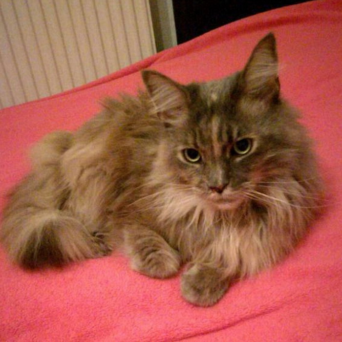 kira
