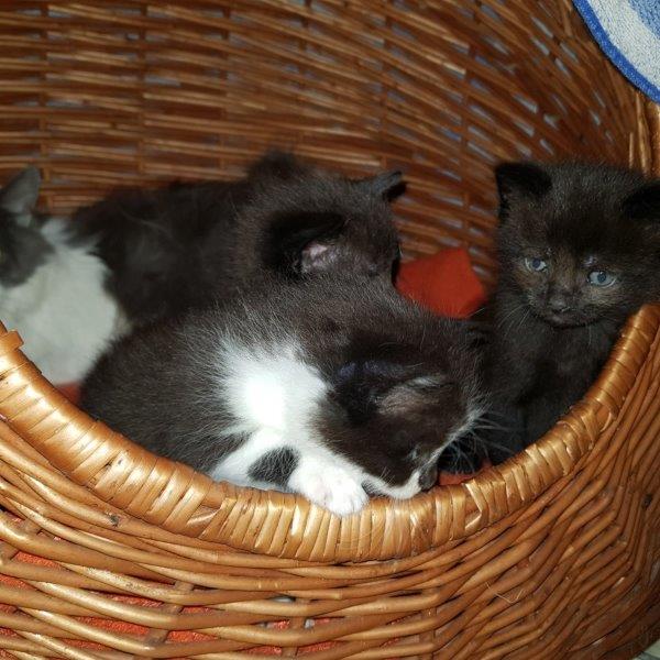 kitten2020
