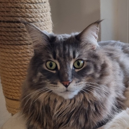 koda
