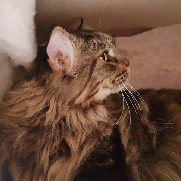 leo