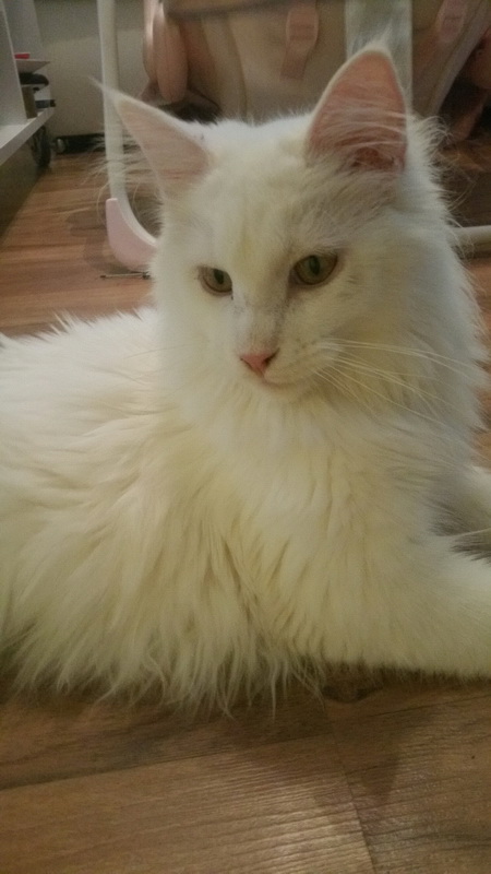 lilly