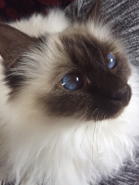 lou