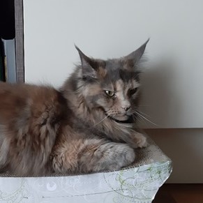 luci