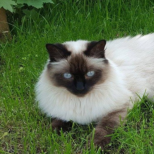 lucy