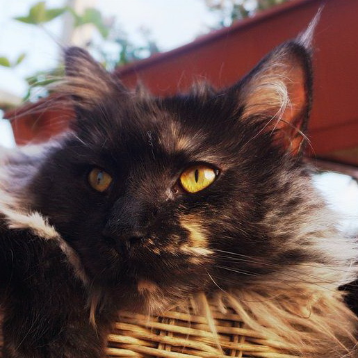 luna