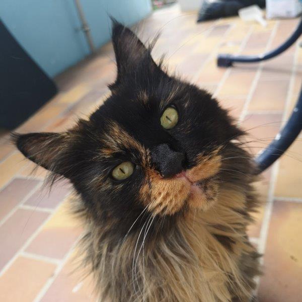 luna