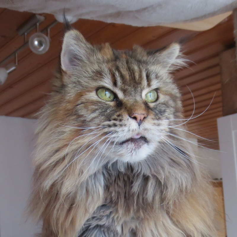 luna