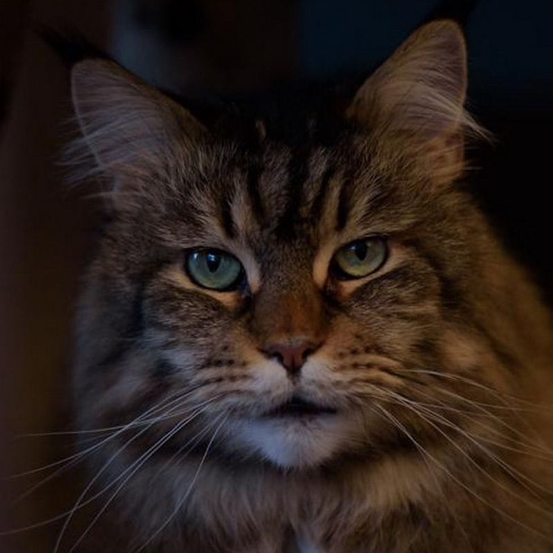 luna