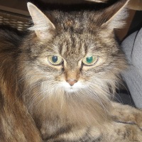 maja