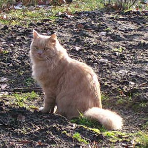 marcelo