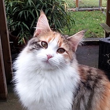 marilla