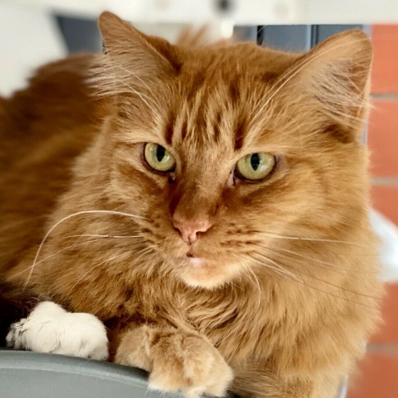 mauro