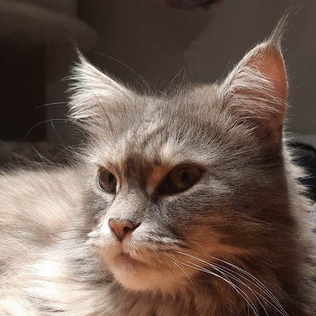 merle