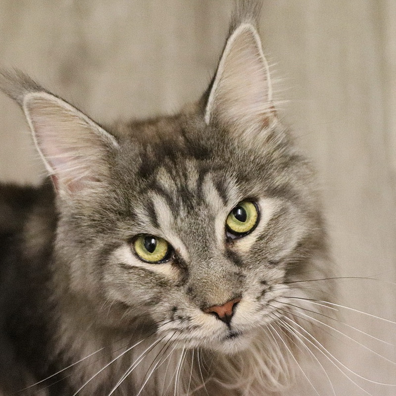 merlin