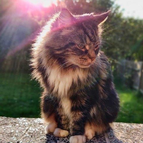 merlin