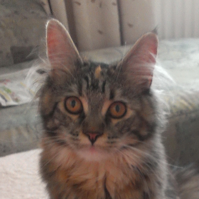 mia