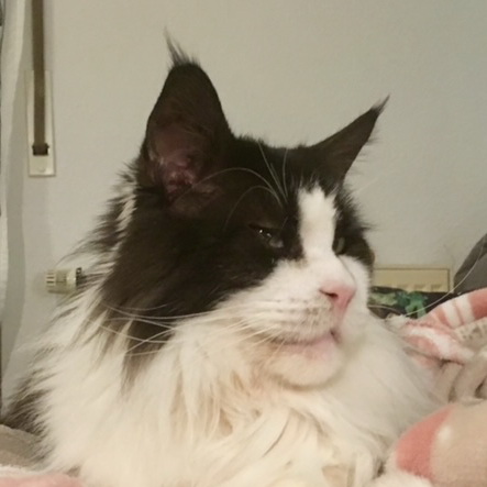 milo