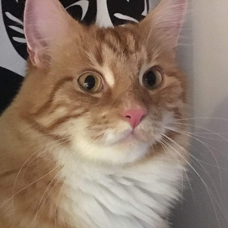 mio mogli