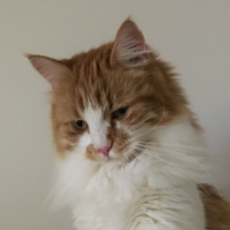 mio mogli 1