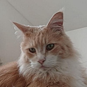 mogli