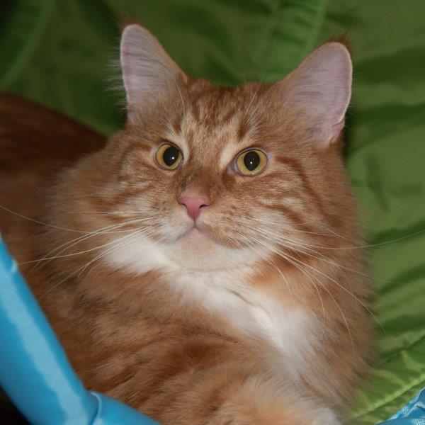 mogli