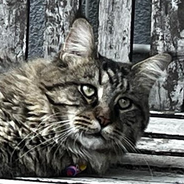 mrmau