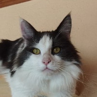 mucki
