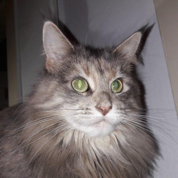 nala
