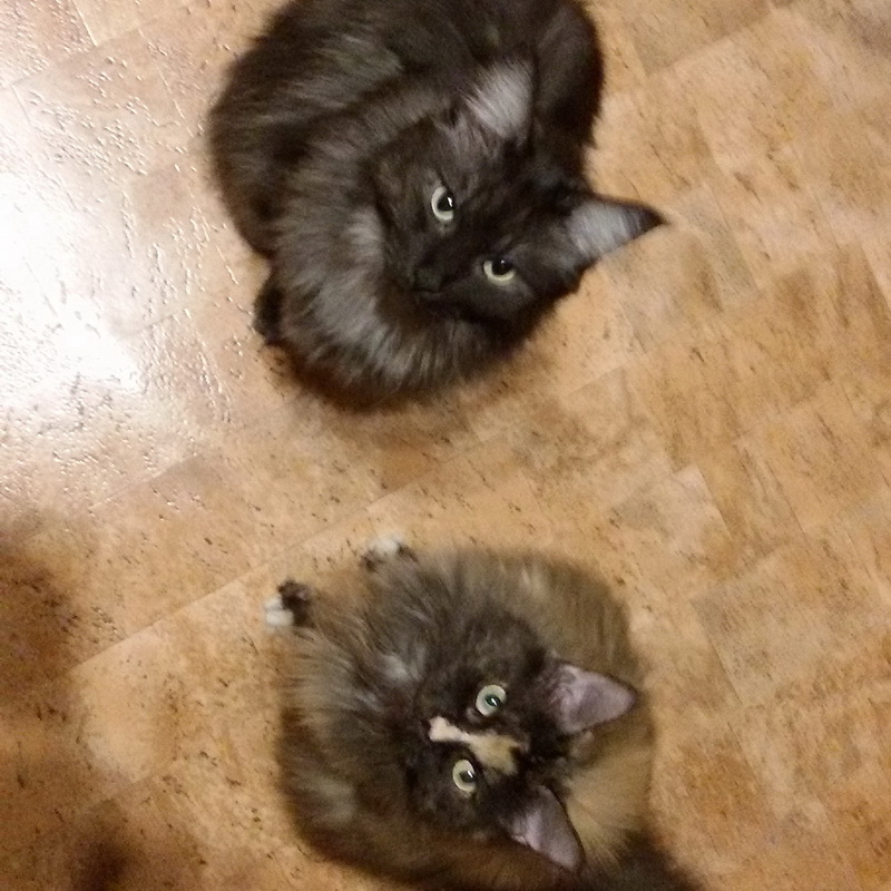 nala pumba