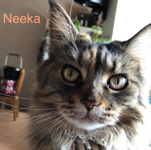 neeka
