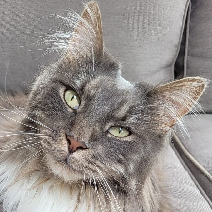 newton