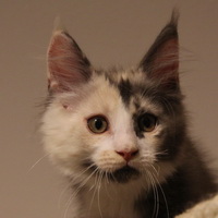 nova