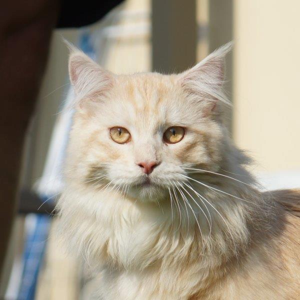odin