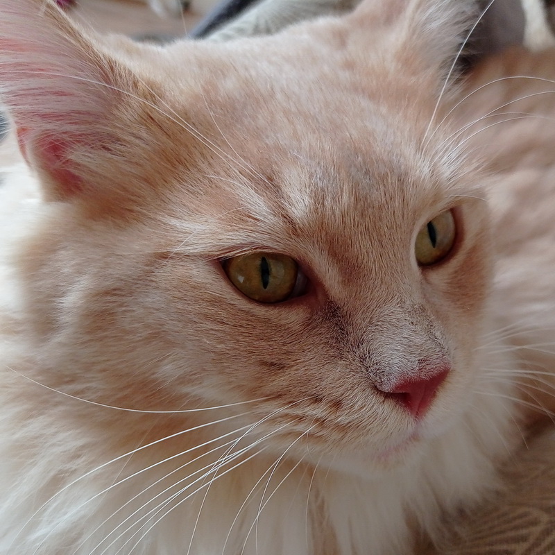 omalley