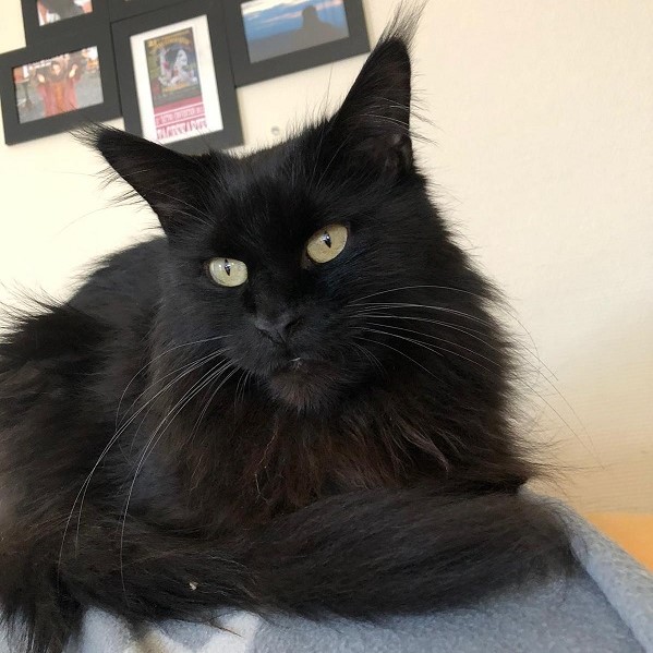 oskar