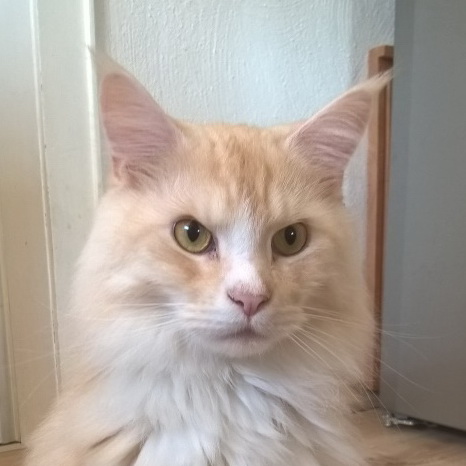 otto