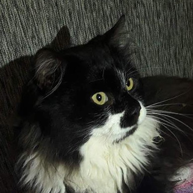 otto