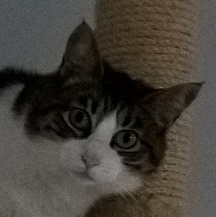 pepper