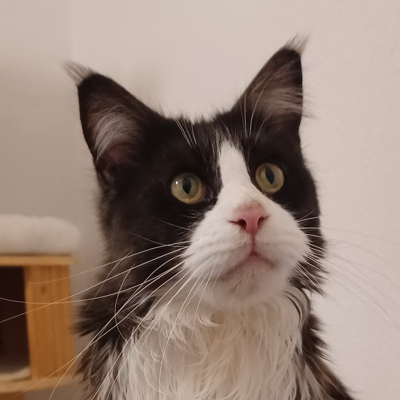 pete