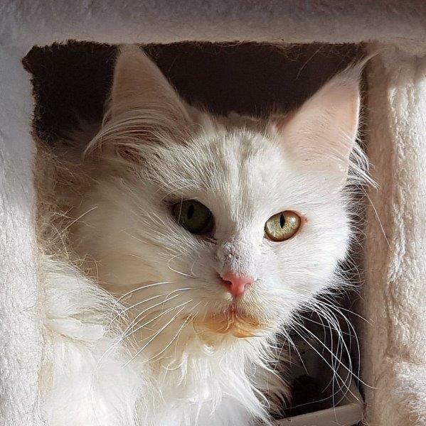 pia