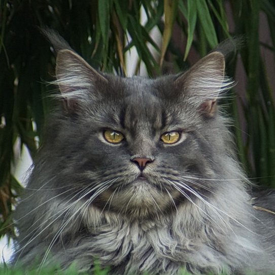 rocky