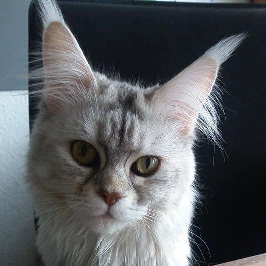 ronja
